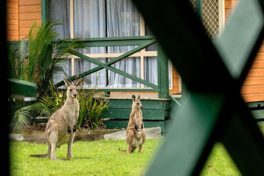 Big4 Moruya Heads Easts Dolphin Beach Holiday Park Hotell Eksteriør bilde